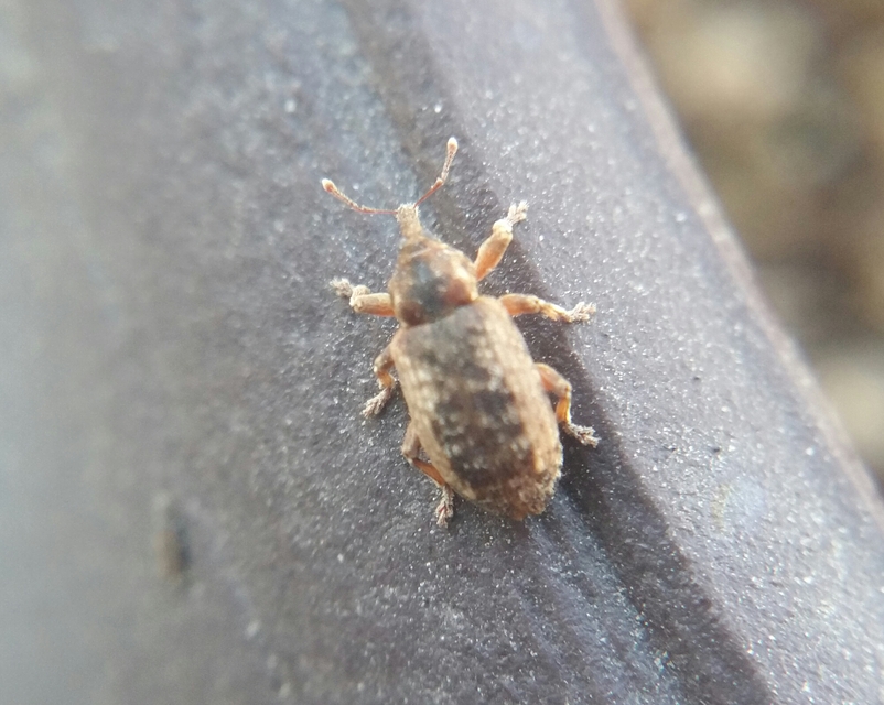 Dorytomus ictor - szegélyes hangormányos