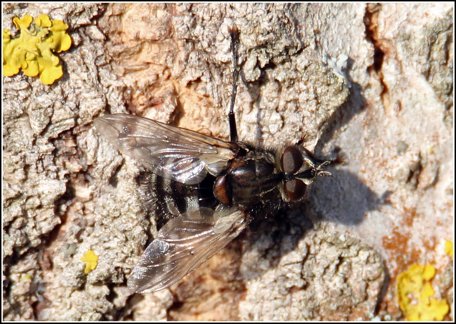 Ernestia puparum