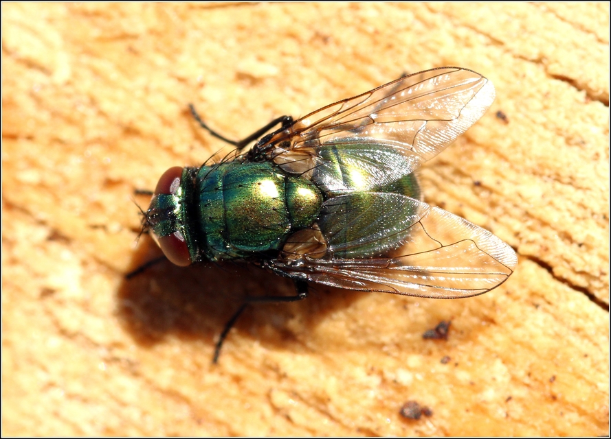 Muscidae - igazi legyek