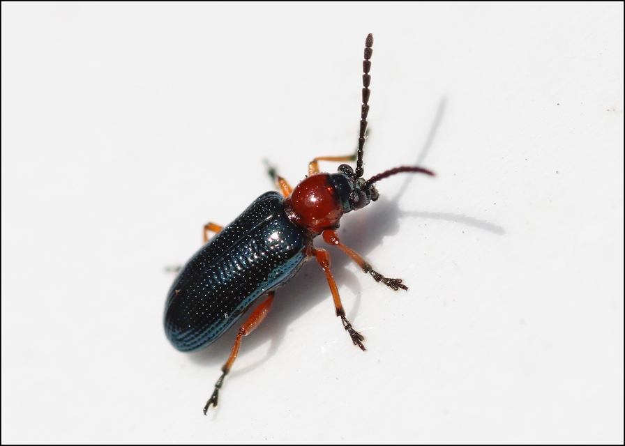 Oulema melanopus/duftschmidi