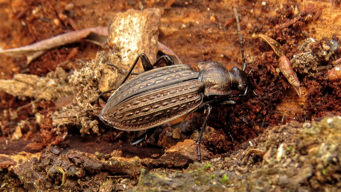Carabus granulatus - mezei futrinka