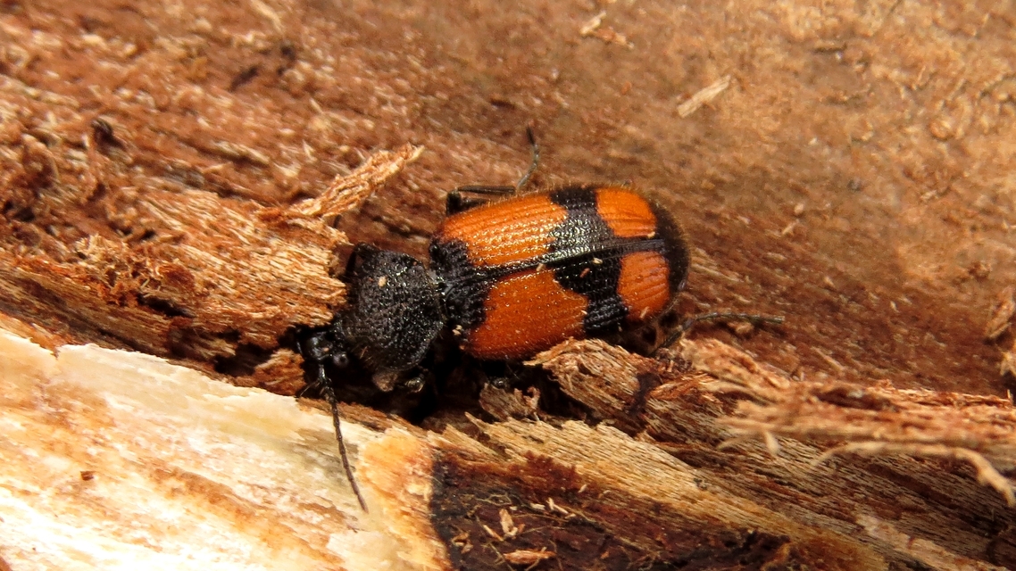 Panagaeus cruxmajor - nagy keresztesfutó