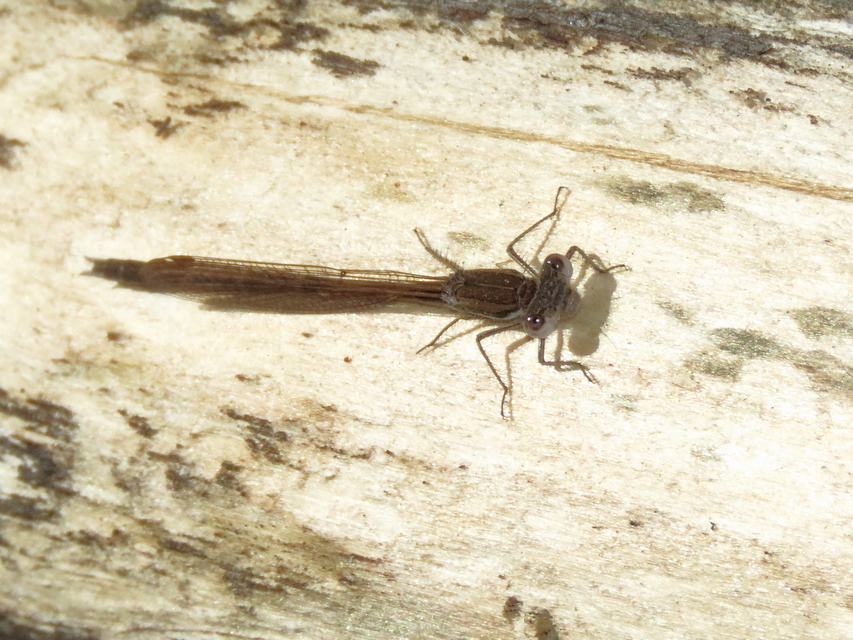 Sympecma fusca - téli rablószitakötő