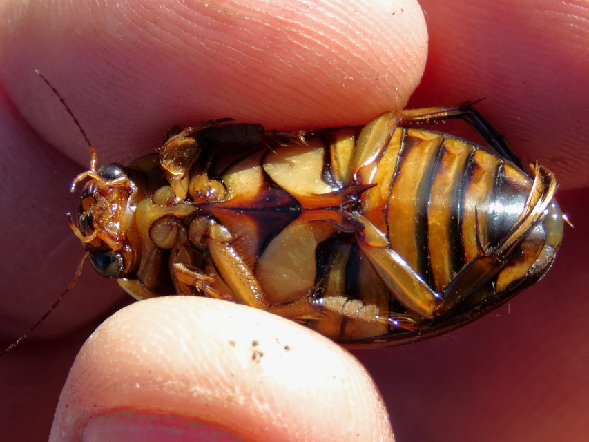 Dytiscus circumflexus - foltoshasú csíkbogár