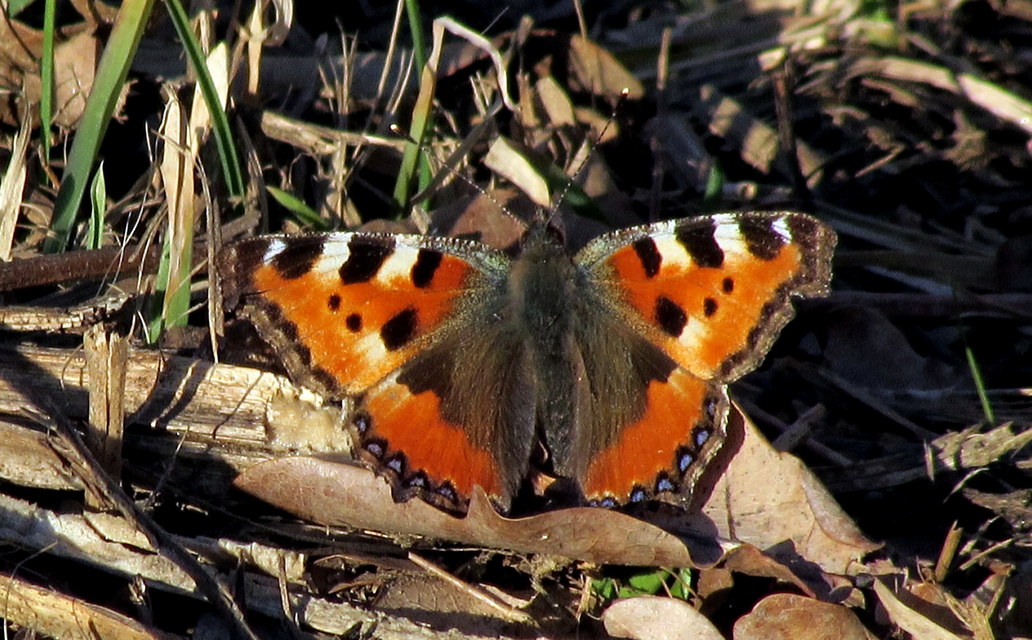 Nymphalis urticae - kis rókalepke