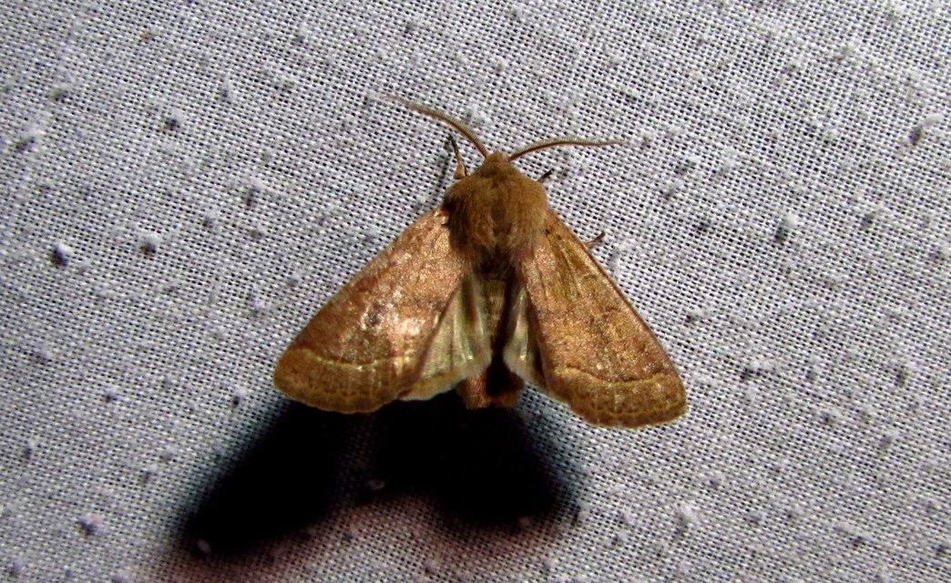 Orthosia cerasi - közepes barkabagoly