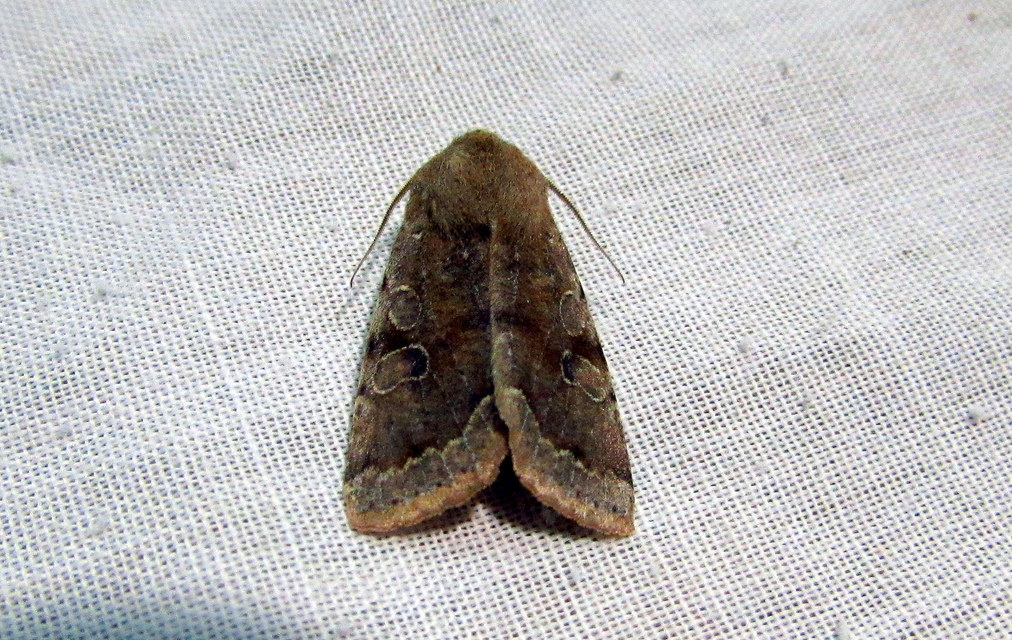 Orthosia incerta - változékony barkabagoly