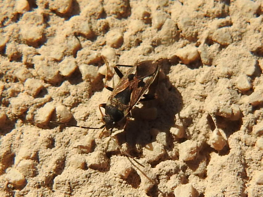 Rhyparochromus vulgaris - közönséges díszesbodobács