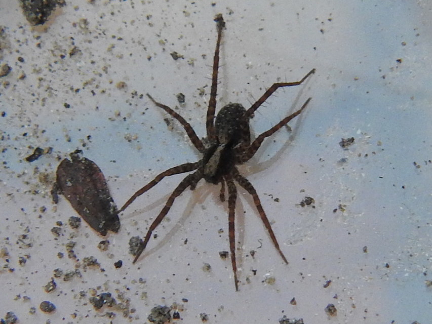 Pardosa