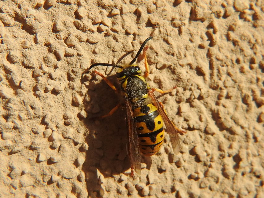 Vespula germanica - német darázs