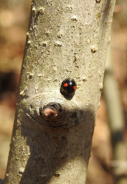 Chilocorus renipustulatus - vesefoltos szerecsenkata