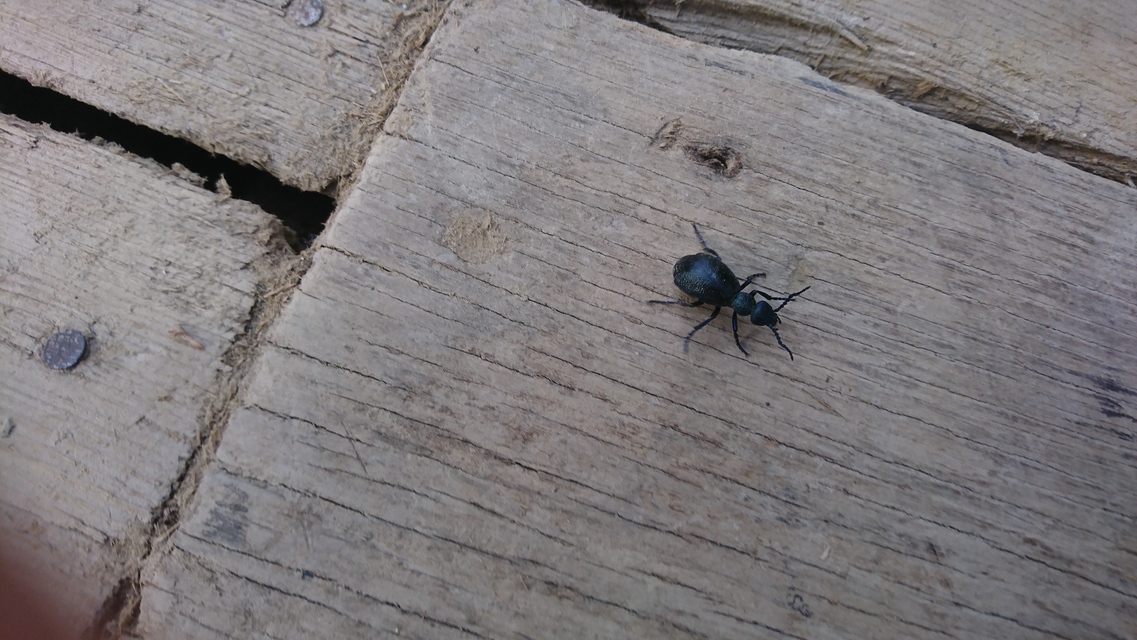Meloe proscarabaeus - közönséges nünüke