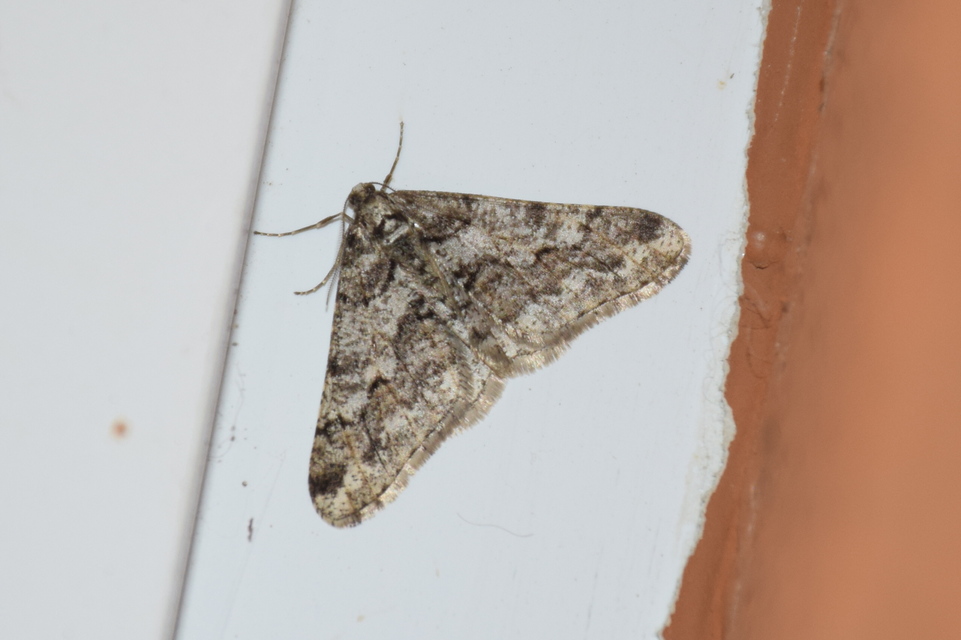 Agriopis leucophaearia - tölgy-tavasziaraszoló