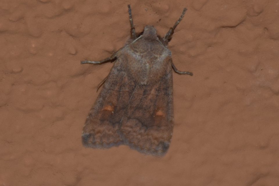 Eupsilia transversa - holdacskás télibagoly