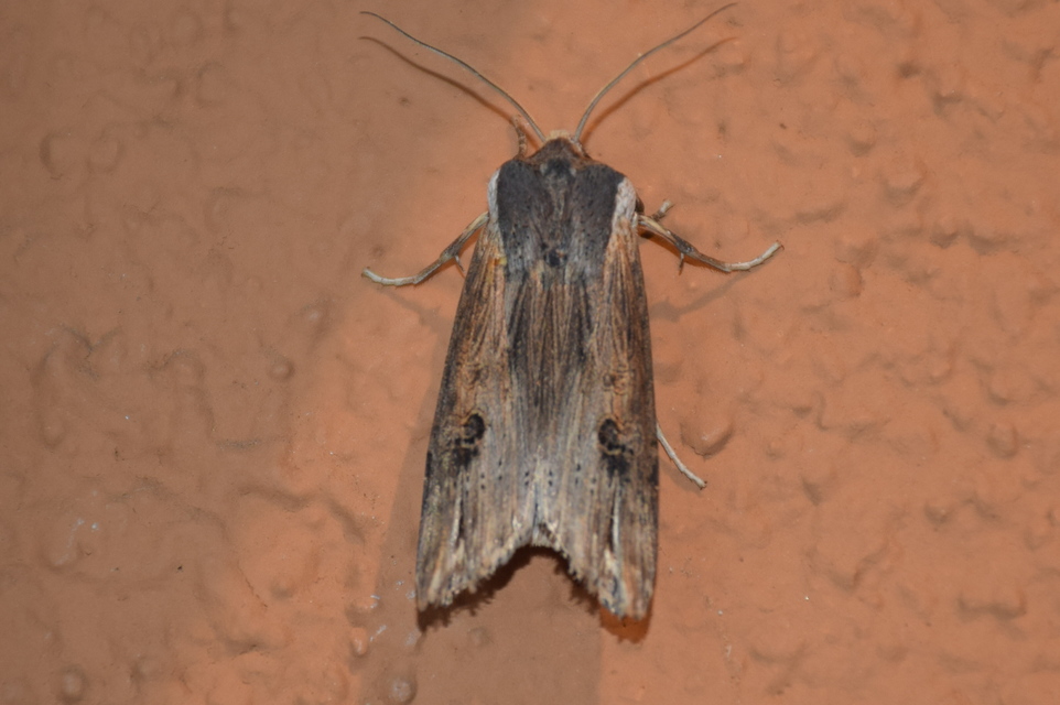 Xylena exsoleta - szürke fabagoly