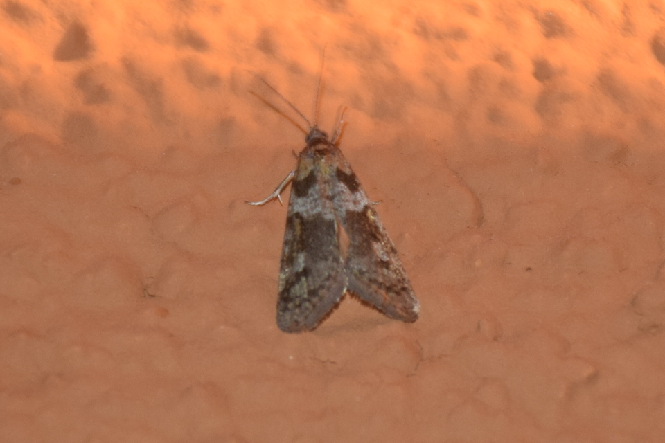 Tortricodes alternella - tavaszi sodrómoly