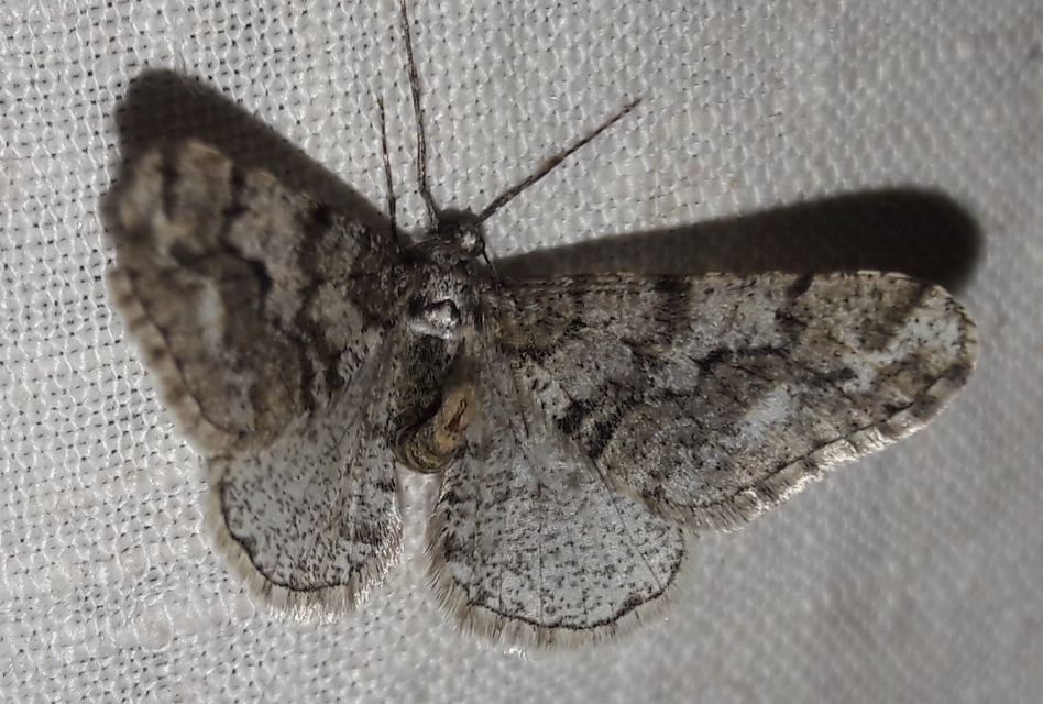 Agriopis leucophaearia - tölgy-tavasziaraszoló