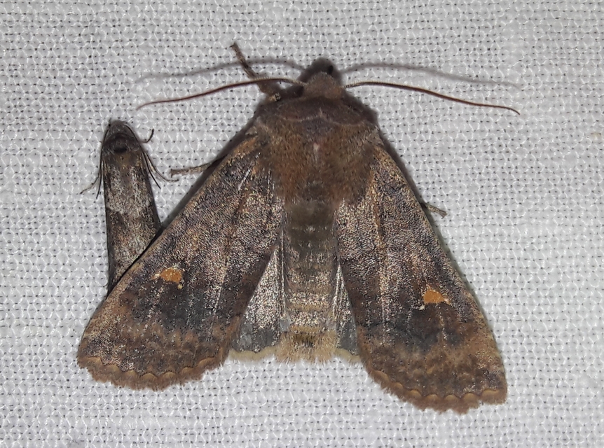 Eupsilia transversa - holdacskás télibagoly