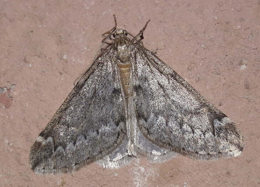 Alsophila aescularia - vadgesztenye-araszoló