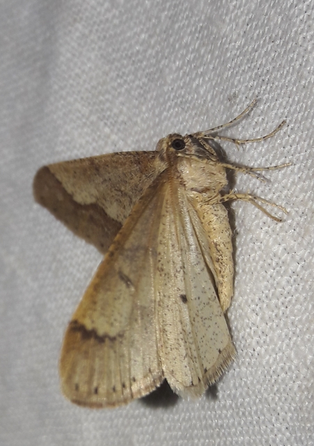 Agriopis marginaria - sárgás téliaraszoló