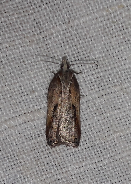 Acleris cristana - pamacsos levélmoly