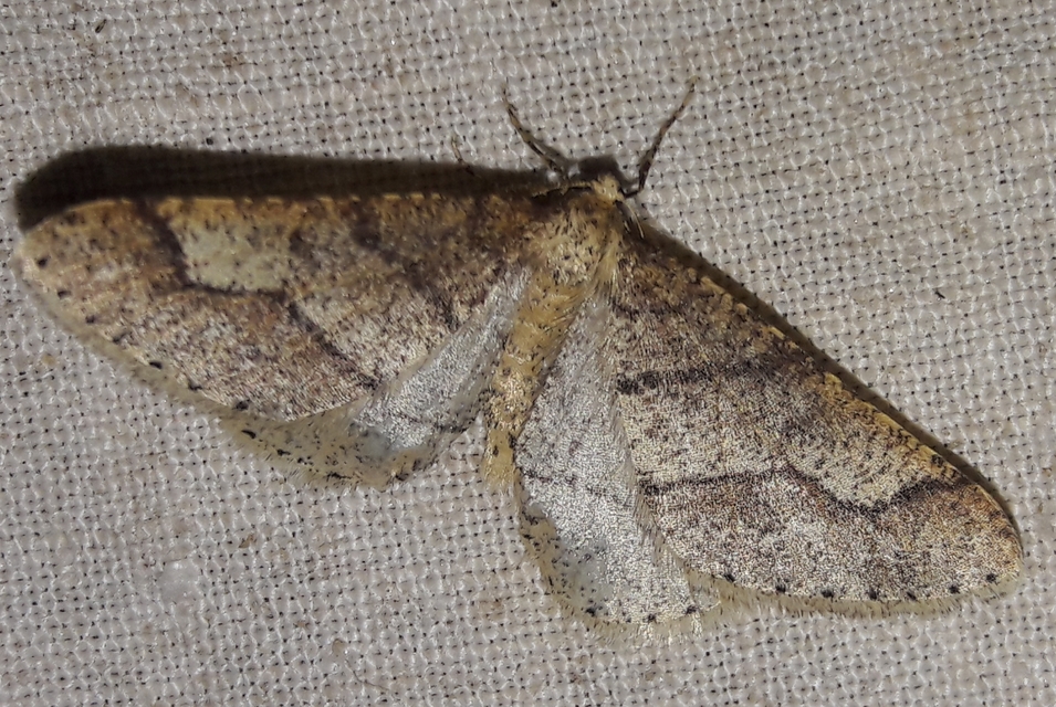 Agriopis marginaria - sárgás téliaraszoló
