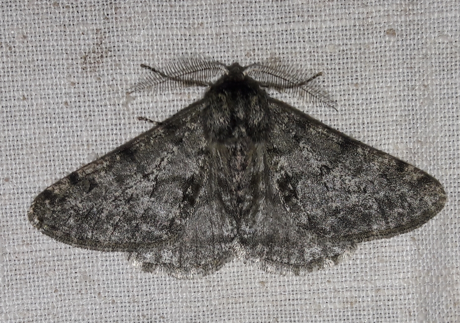 Apocheima pilosaria - zöldes tavasziaraszoló