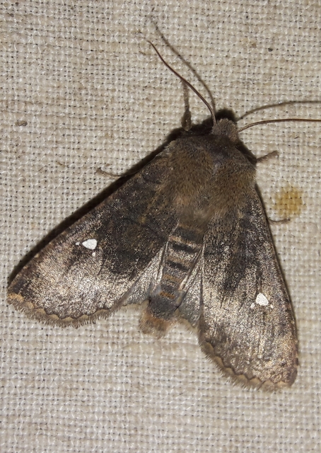 Eupsilia transversa - holdacskás télibagoly