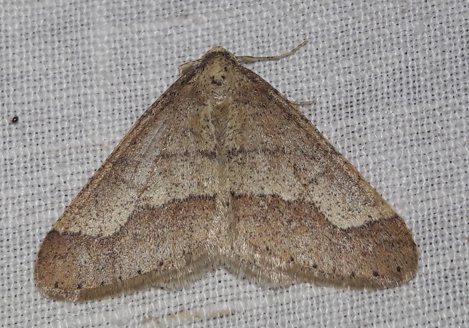 Agriopis marginaria - sárgás téliaraszoló