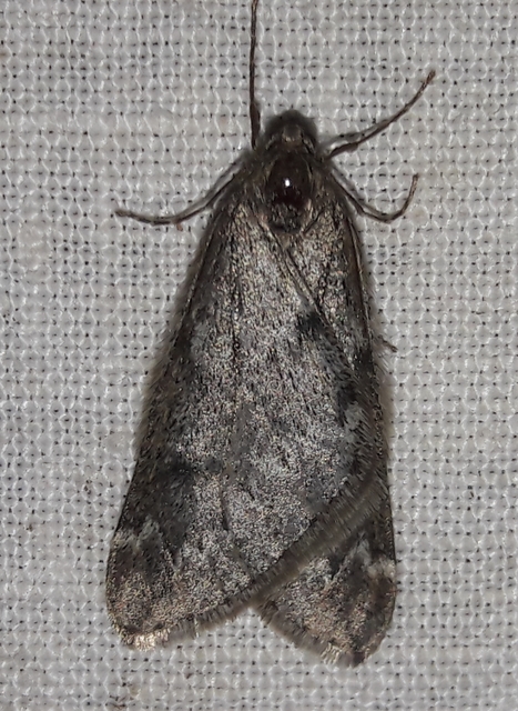 Alsophila aescularia - vadgesztenye-araszoló