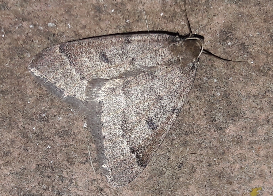 Theria rupicapraria - tavaszi kökényaraszoló