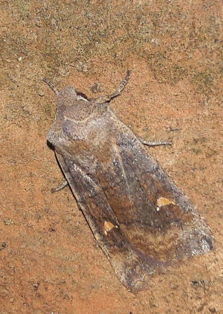 Eupsilia transversa - holdacskás télibagoly