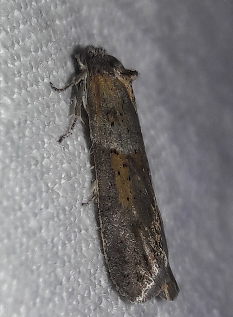 Tortricodes alternella - tavaszi sodrómoly