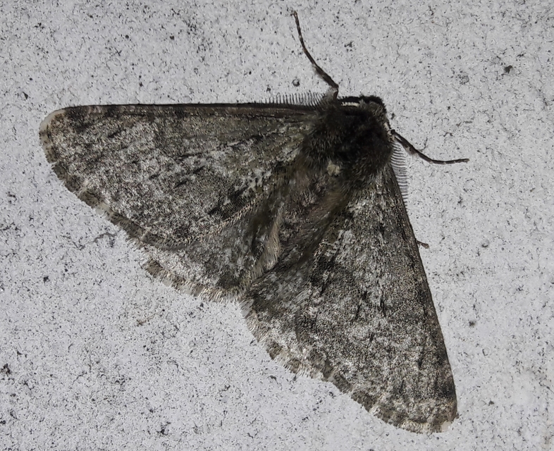 Apocheima pilosaria - zöldes tavasziaraszoló
