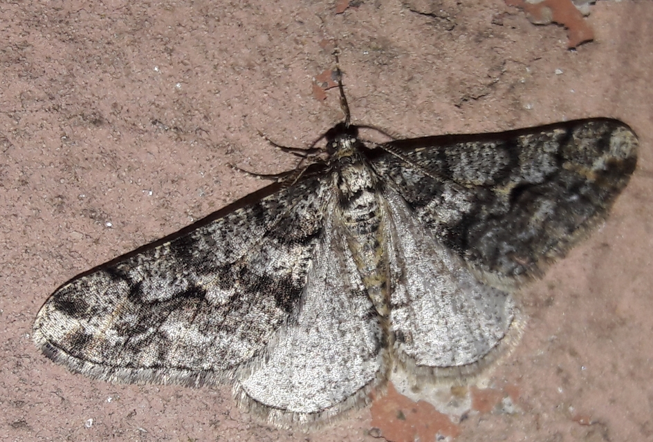 Agriopis leucophaearia - tölgy-tavasziaraszoló