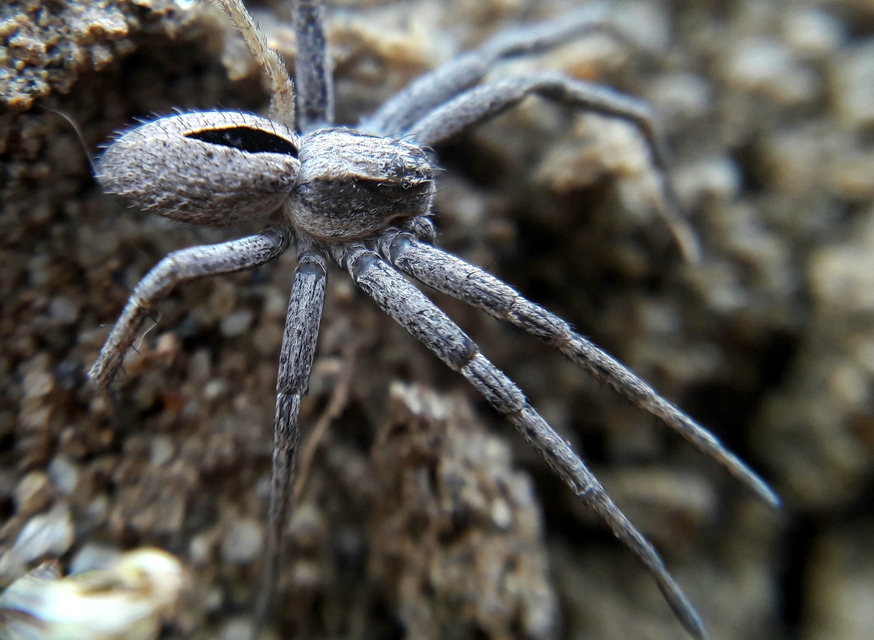 Thanatus formicinus - bársonysávos karolópók