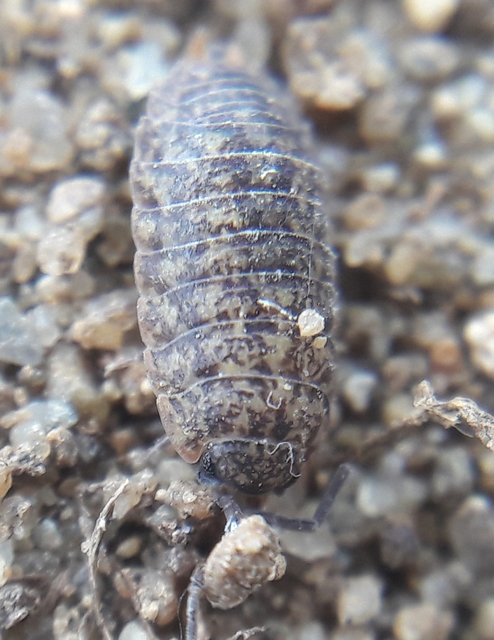 Porcellium collicola - gyakori tarkaászka