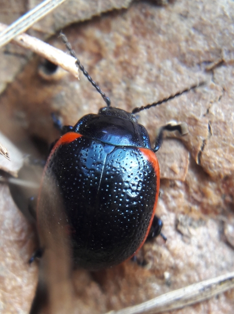 Chrysolina rossia - trapézhátú szegélyeslevelész