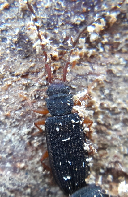 Uleiota planatus - hosszúcsápú fogasnyakú-lapbogár