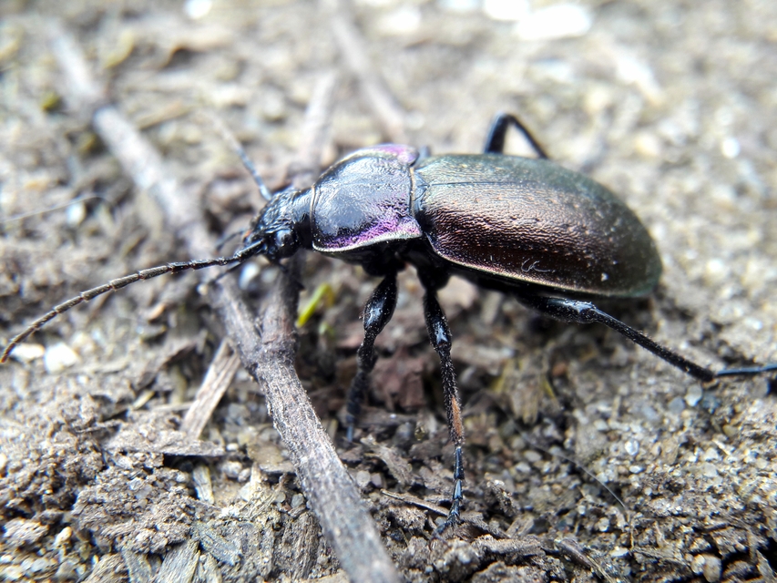 Carabus nemoralis - ligeti futrinka