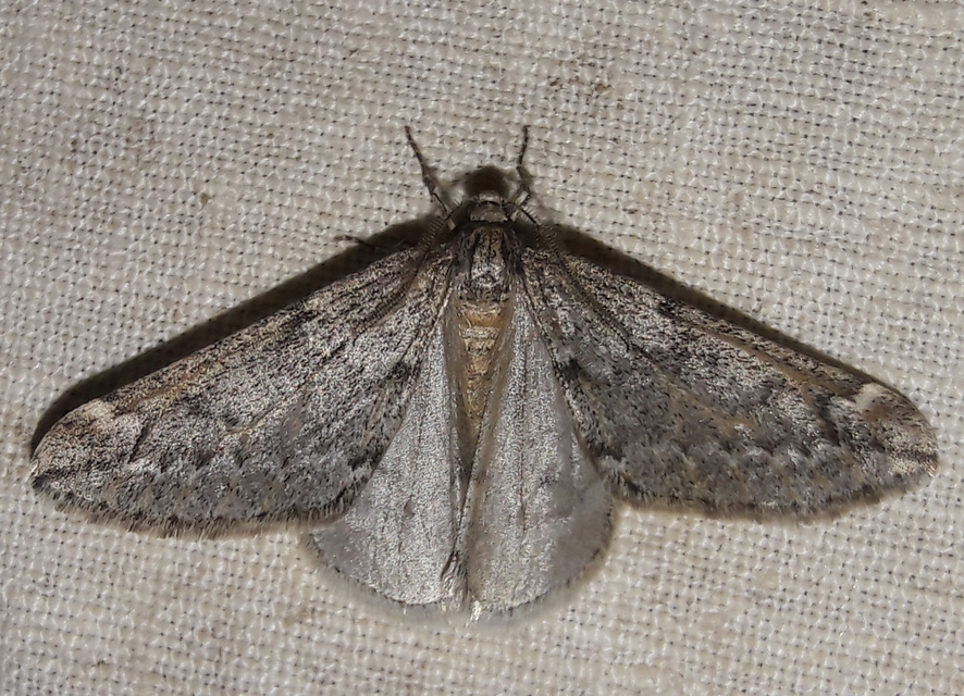 Alsophila aescularia - vadgesztenye-araszoló