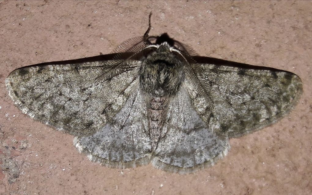 Apocheima pilosaria - zöldes tavasziaraszoló