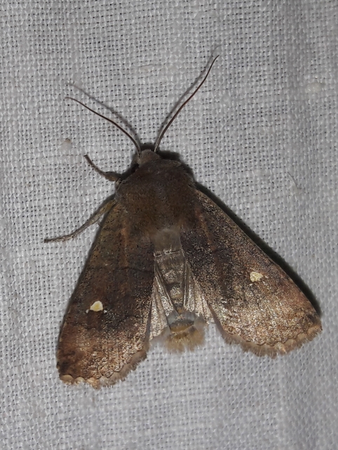 Eupsilia transversa - holdacskás télibagoly