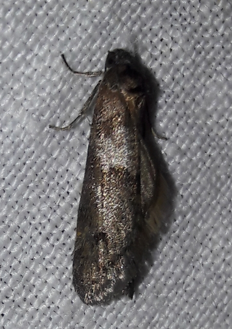 Tortricodes alternella - tavaszi sodrómoly