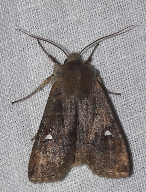 Eupsilia transversa - holdacskás télibagoly