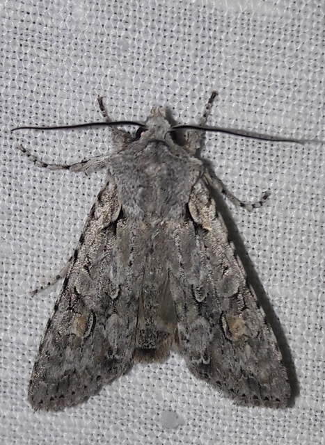 Lithophane ornitopus - közönséges fabagoly