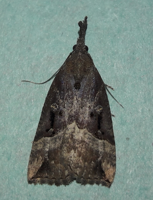 Hypena rostralis - közönséges karcsúbagoly