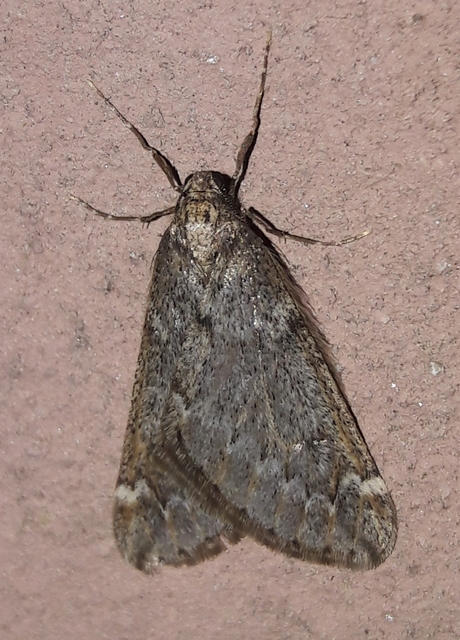 Alsophila aescularia - vadgesztenye-araszoló