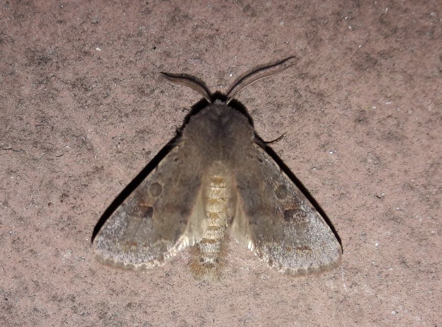 Orthosia populeti - nyárfa-barkabagoly