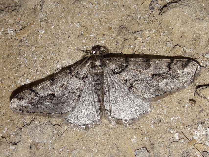 Agriopis leucophaearia - tölgy-tavasziaraszoló